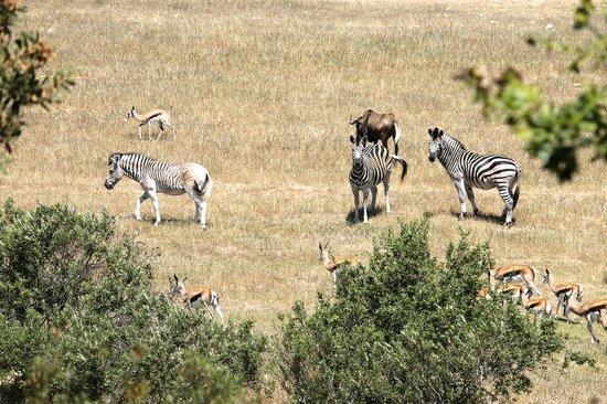 Wildlife Retreat On A Wine-Farm Villa Stellenbosch Dış mekan fotoğraf