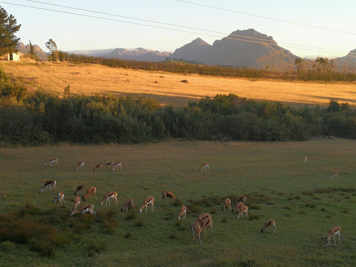 Wildlife Retreat On A Wine-Farm Villa Stellenbosch Dış mekan fotoğraf